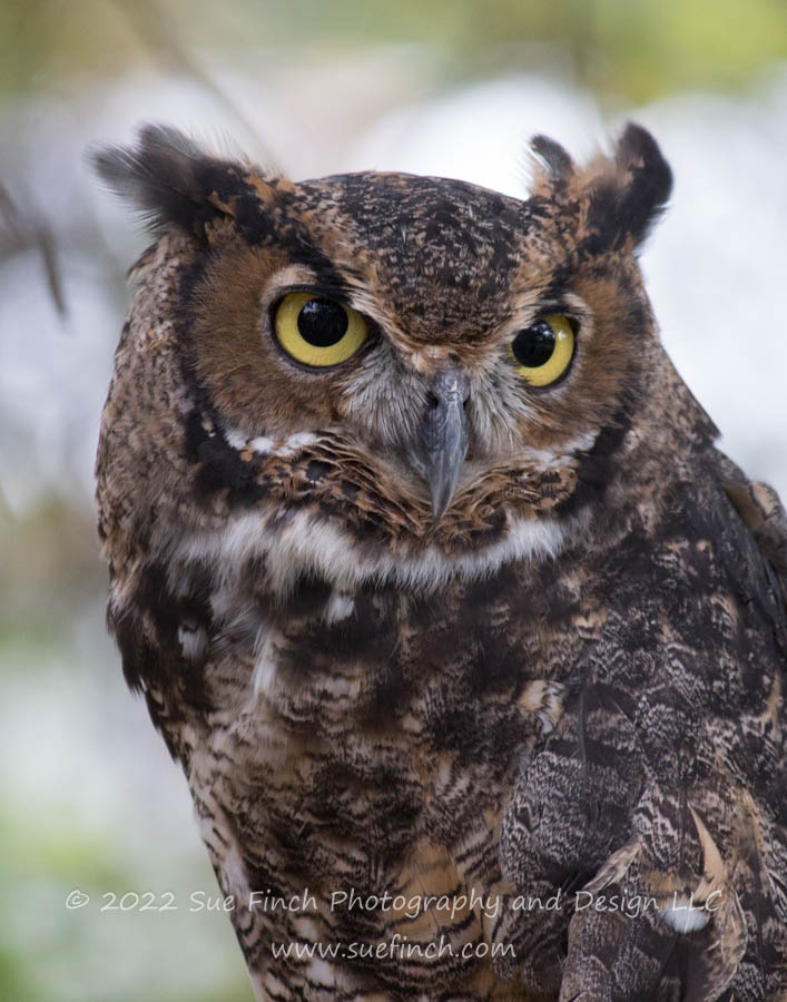 Spirit Animal Key Chain – Great Horned Owl – Moment of Perception