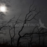 Large areas of the park have been burned. Areas on the Mesa tops may take a hundred years to recover to a forested area.