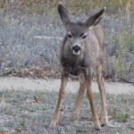 The young one seemed more concerned about me stopping to take picture than the mom did.