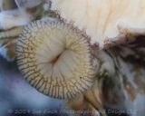 It was a cold windy day today and I really didn't want to go out. From the warm aquarium inside. I like the way they scrape the sides of the aquarium and they have an interesting texture close up.