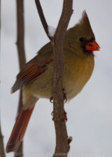 I refilled my feeder this afternoon and the birds were all over it. It is much easier than digging through the snow.
It looks like winter will not bypass us this year. It is supposed to be single digits tonight so hopefully the snow will shield our plants from the worst of it...they don't know what season it is. It's supposed to be back in the 40's by Thursday.
On the plus side, my snow cleats came today, so I am ready for those winter hikes.