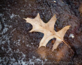 After the frigid temperatures we had yesterday the warm air felt almost tropical today. Snow on the wetlands at Blacklick woods was melting rapidly. Soon this newly fallen oak leaf can join the others in their watery world.