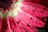 Macro of water droplets on a Gerbera Daisy.