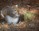 This Gray Squirrel is fattening up at my bird feeders to stay warm.