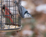 I usually try not to post pictures of birds on feeders, but I have been trying to get a good picture of this bird for a while. They don't sit still long and it seems like they rarely come back to the same place regulary.