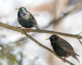 This invasive bird species looks amazingly different depending on how the light hits them. In bright sun they can be very beautiful, while in the shade they appear brown or black. These two birds, only a few inches apart, had very different light on them.