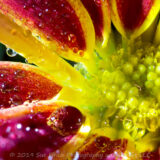 I got this plant too late in the season to plant it outside, so I brought it in. Recently it started blooming again. This is a stack of 18 images with an extension tube, lit with my handy flashlight.