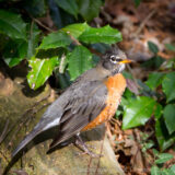 A flock of Robins decended on my holly bush for lunch. They made short work of the holly berries and then moved on.