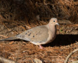 The doves hang out below my feeder waiting to see what the squirrels will knock down.