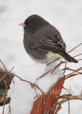 The Junco is a common visitor to backyard bird feeders in winter. They rarely breed here, instead returning to Canada. One site said it was second in numbers only to the American Robin, while another site had Mourning doves listed as number one. Either way, there are a lot of them.