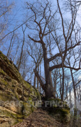 Today's winter hike at Christmas Rocks SNP didn't feel much like winter. Blue skies and temperatures near 70 made it feel more like a spring or fall hike. The bright blue sky only added to the beautiful day. This is one of the rock formations and giant trees along the trail.