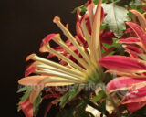 Another shot of the mums I brought in last fall. The petals came out all curled into tubes. It will be interesting to see if they open further