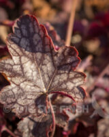 Some plants are starting to show signs of life. This Heuchera leaf reaches towards the sun today.