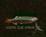I spent some time with my hand in the aquarium this evening. This shot of a White Cloud was the best one, but lacked interest. Now I have made it a Neon White Cloud.