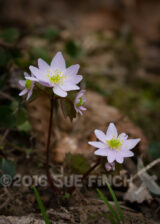 Anemone flowers were blooming along the trail