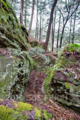 Today I had a guided hike at Clear Creek. We went off trail to visit a very large Oak tree. On the way back we worked our way through the sandstone outcroppings.