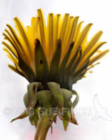 A bit of sunshine on this rainy day.