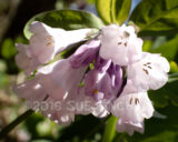 At Conkles Hollow some of the Bluebells aren't blue.