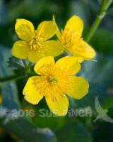 Blooming at Blacklick Woods today.