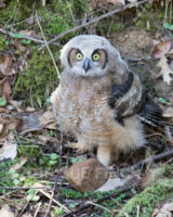 At Trillium Fest today this juvenile Great Horned Owl made the unfortunate decision to take his first flight today. He swooped in over a crowd of people and crash landed in the stream. Luckily he recovered enough to get back to his feet and climb up the bank. Then he was trapped against the hill looking out into a crowd of people. After snapping this shot I left so hopefully he found a way to take flight again and back to his nest. Most people were giving him space, but there are always a few that had to be told to get back.
