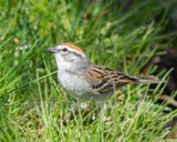 This little guy was hangin out under the flowering trees eating bugs.