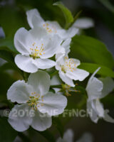My Crap Apple Tree has always had pinkin it. This year all of the blooms are white. They are still pretty, but I miss the pink.