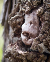 The demon was trying to escape from this tree at Shallenberger today.