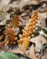 This parasitic plant grows off of the roots of trees...usually oaks. The white flowers will die off and the cone will persist throughout the summer eventually turning dark brown to black. These were growing at Rhododendron Cove today among the spring beauties.