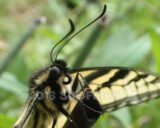 This Eastern Tiger Swallowtail butterfly is actually a native species, but looking close up makes it seem like something from another world.