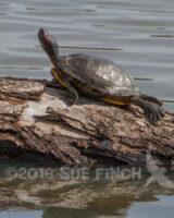 This Red Eared Slider was enjoying the sunshine at Slate Run Metro Park.
