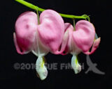 Related to our native Dutchmans Breeches and Squirrel Corn these flashy Bleeding Hearts are native to Japan. They grow in woodland shade and the entire plant usually dies back in the heat of summer.