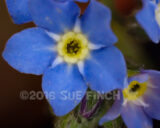 Today I learned that taking a picture of a Forget-Me-Not is very difficult. It is a very tiny flower and for some reason I had a very hard time getting a decent focus. Here's my best shot.