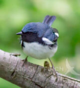 Taken on May 17th at Magee Marsh