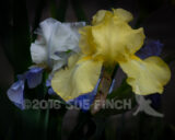 Ok, so I know these are Michigan colors, but I don't think Irises come in gray.