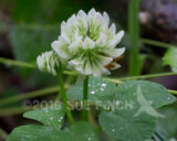 This is listed on the endangered species list. At one time it was thought extinct. Once people started looking for it they have been finding more populations and some believe it no longer needs to be listed.