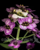 I planted these a few years ago. Every year I transplant all the little seedlings back into the garden edge.