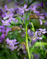 The cicadas seemed to like this particular Dames Rocket plant. I saw quite a few of them while I was mowing today.