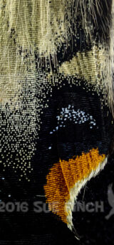 Yesterday while hiking in the Hocking Forest we found the wings of a Tiger swallow tail. This is a macro of a very small portion of the lower wing. Tomorrow I may try and get the whole thing.