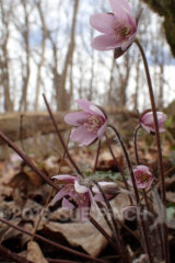 Blooming on the forest floor these plants bloom early before the overhanging trees shade them out.