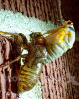 Last night we found a cicada emerging from its shell. We watched it and I took pictures for a time lapse until well after midnight...so here is today's picture.