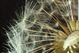 There is something sort of facinating about the structure of a Dandelion seed head.