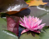 The Lake was pretty busy today. With the start of summer the beach was full, people were boating, and some people fishing managed to scare off the only Heron that I saw. I did find pink water lilies growing along the shore. It probably won't be long before they take over, but for now they are pretty.