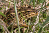 This little Leopard Frog tried to get stepped on at Walnut Woods Metro Park today. It was a bit cool today, so he was out in the grassy trail sunning himself.