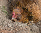Our Americauna chicken, named Dusty, decided to live up to her name today. WHile I was out working in the garden she decided to dig a hole and take a dust bath.