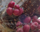 Red bud tree is getting ready to bloom.