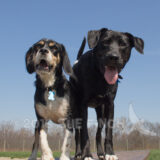 We went to the dog park at Walnut woods today with the dogs. Cody liked being king of the picnic table. Tucker just didn't get it.