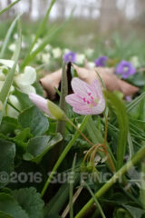 This is a shot of the lawn near the edge of our woods. I personally think grass is boring, and would much rather have Spring Beauty and white and purple violets to look at. Later there will be a few other flowers mixed in, but spring is my favorite...plus it gives me an excuse to delay mowing.