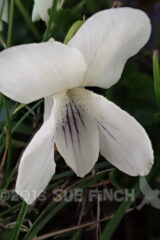 White violets in the lawn.