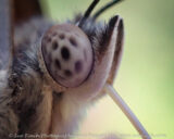 The Hackberry Emperor butterfly has a unique trait in that it likes to land on people and suck up sweat. This guy stuck around for quite a while on my hand during the Dragonfly program at Stages Pond today. He didn't even mind having my camera in his face.