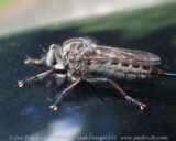 Mike and Jess found this fly hanging out on the car. He's pretty cool. Any idea what he is?